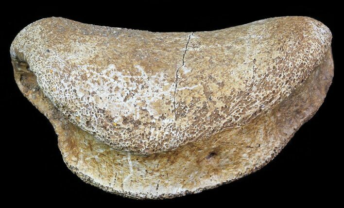 Hadrosaur Toe Bone - Alberta (Disposition #-) #71666